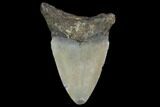 Bargain, Fossil Megalodon Tooth - North Carolina #91640-1